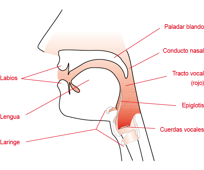 Vocal tract