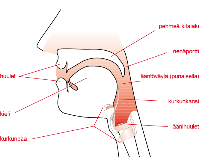 Vocal tract